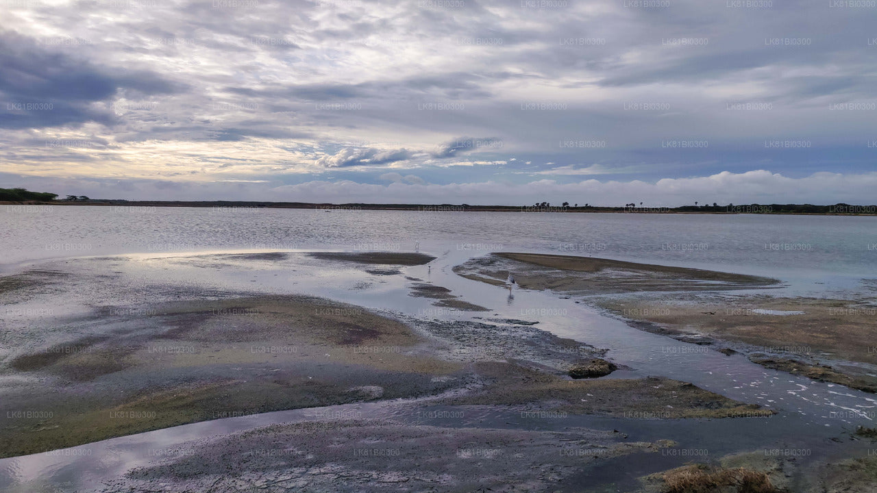 Hambantota Limanı'ndan Bundala Ulusal Parkı Safari