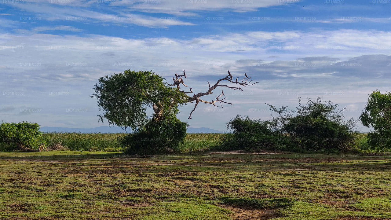 Hambantota Limanı'ndan Bundala Ulusal Parkı Safari