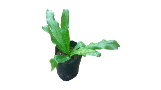 Lakpura Long coriander (Adhu) Plant