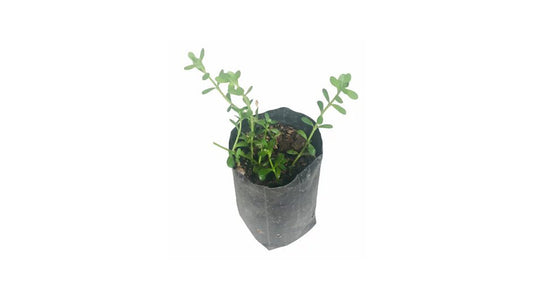 Lakpura Lunuwila Plant