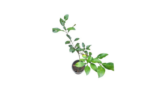 Lakpura Nas Narang Grafted Plant