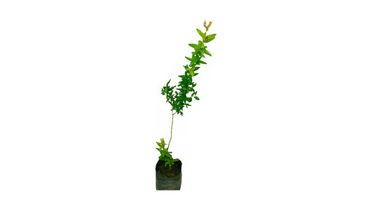 Lakpura Nimali Pomegranate Plant