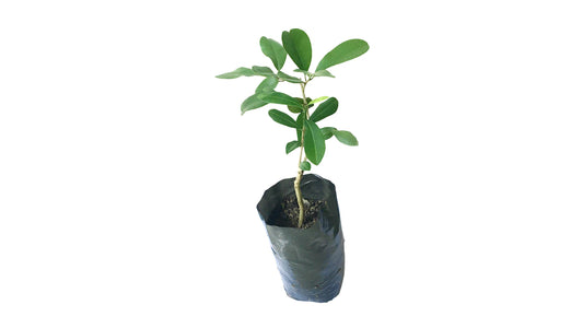 Lakpura Palu Plant