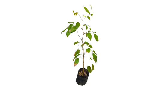 Lakpura Pinibaru Layered Plants