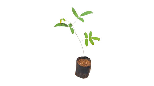 Lakpura Puswanna Plant
