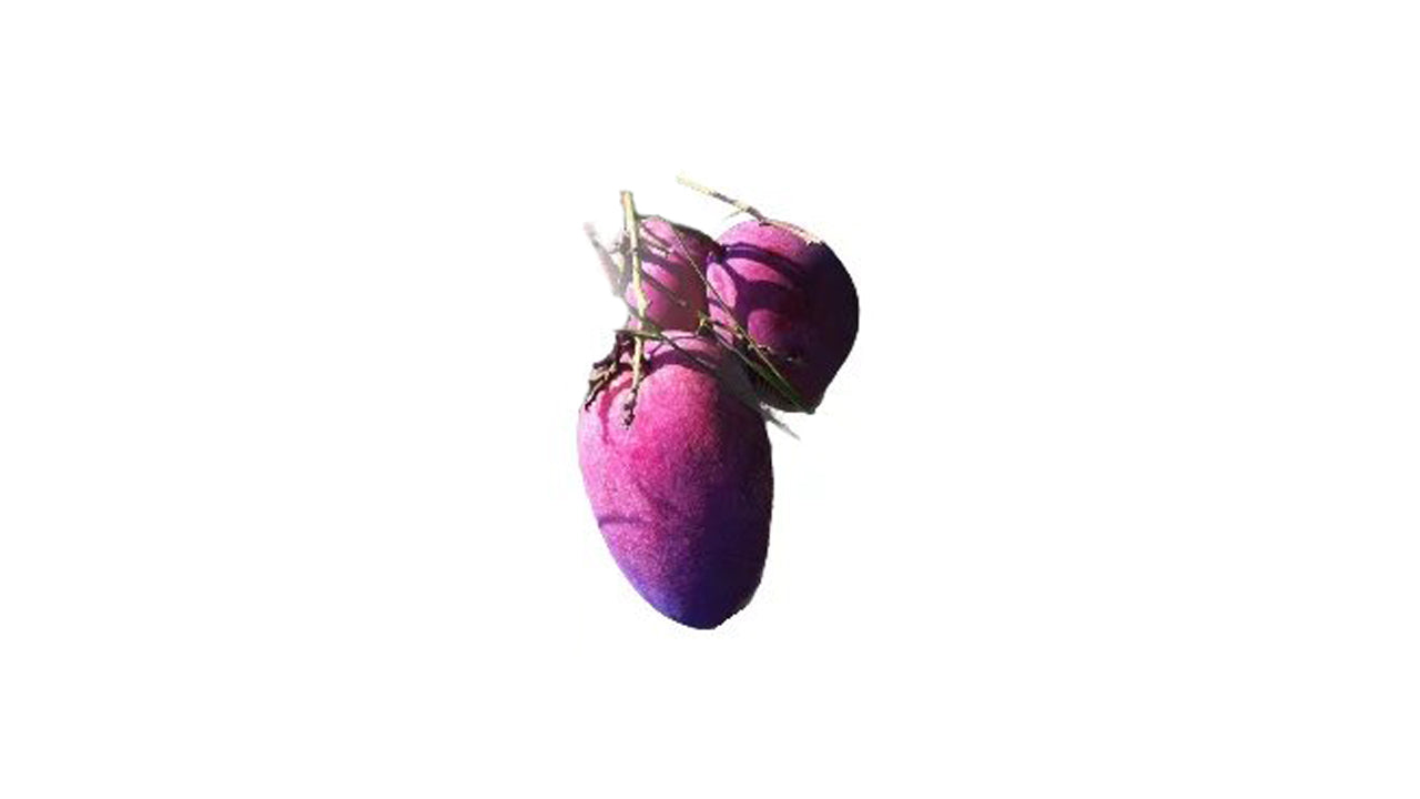 Lakpura Red Giant Mango Grafted Plant