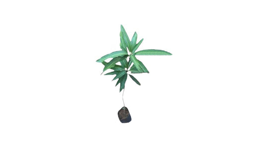 Lakpura Thai Purple Mango Grafted Plant