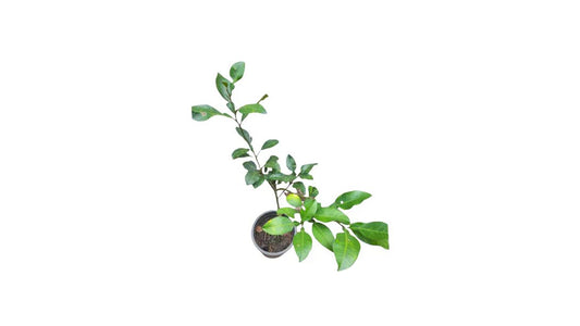 Lakpura Red Pomelo (Jambola) Fruit Plant