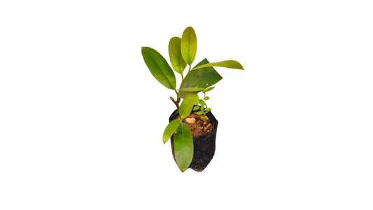 Lakpura Samadara Layered Plants