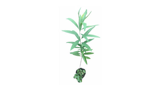 Lakpura SandleWood (Sudu Hadun) Plant