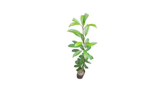 Lakpura Sapadilla Grafted Plant