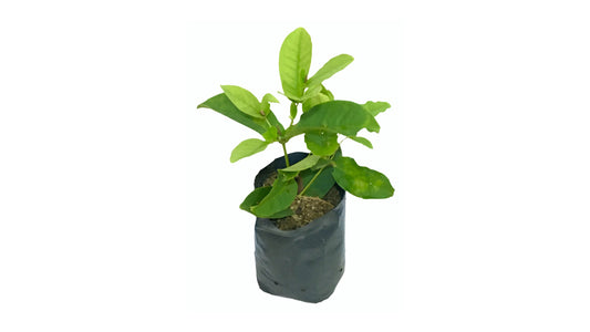 Lakpura Seedless Red Rose Apple (Jambu) Plant
