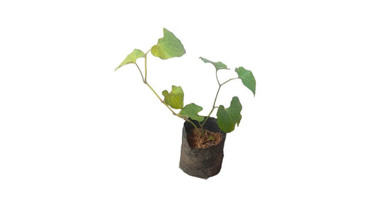 Lakpura Siwiya Plant