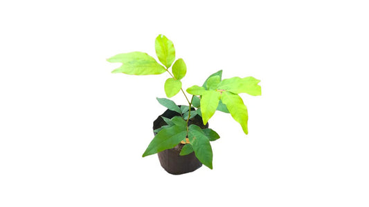 Lakpura Soap Tree (Gas Penela) Plants