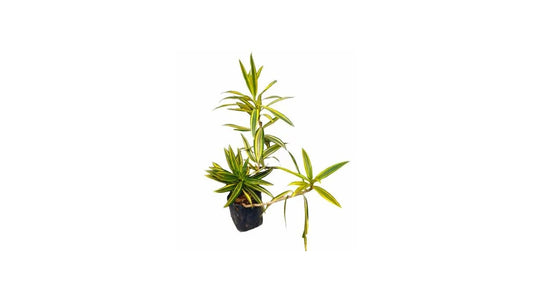 Lakpura Song of India Plant