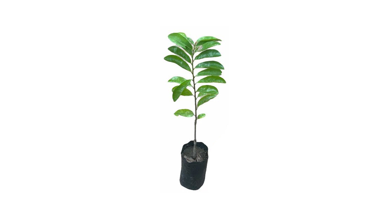 Lakpura Soursop (Katu Anodha) Layered Plant