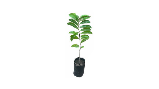 Lakpura Soursop (Katu Anodha) Layered Plant
