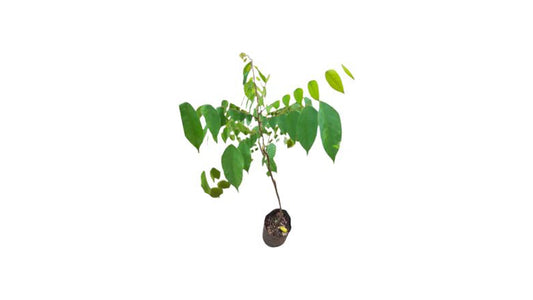 Lakpura Star Fruit (Pani Kamaranga) Grafted Plant