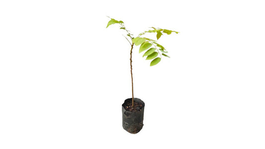 Lakpura Star Gooseberry (Rata Nelli) Plant