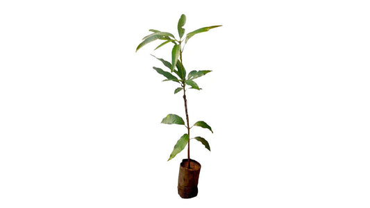 Lakpura Sunflower Mango Plant