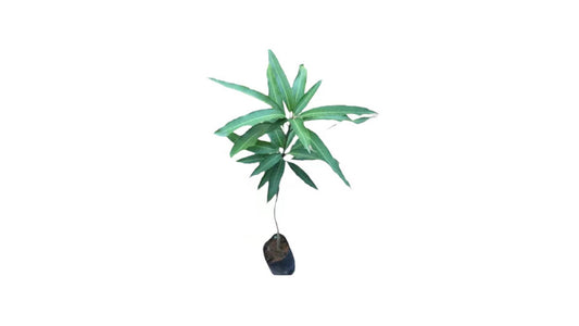 Lakpura TJC Mango Grafted Plant