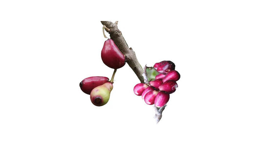 Lakpura Thai Madan Grafted Plant