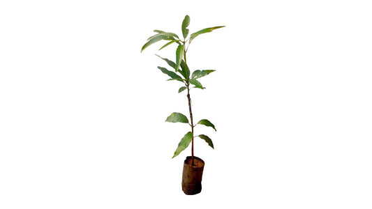 Lakpura Thai Gira Mango Grafted Plant