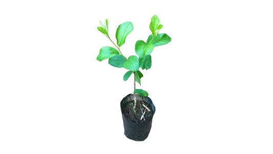 Lakpura Thai Apple Masan Grafted Plant