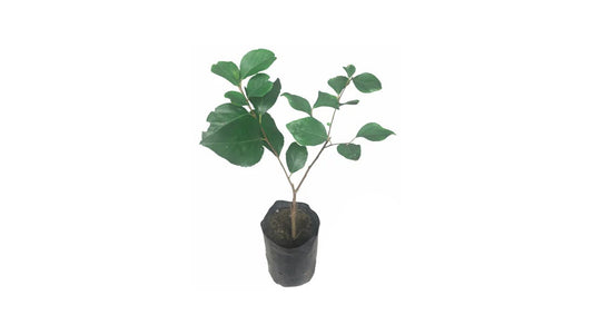 Lakpura Thai Ugurass (Giant) Layered Plant
