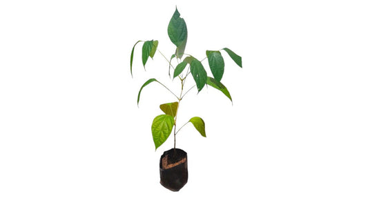 Lakpura Thotilla Plants