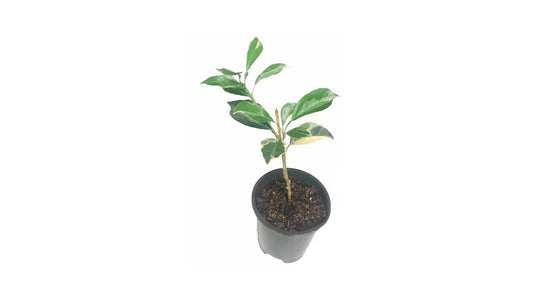 Lakpura Variegated Yellow Orange Plant