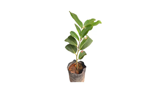 Lakpura Velvet Apple Plant