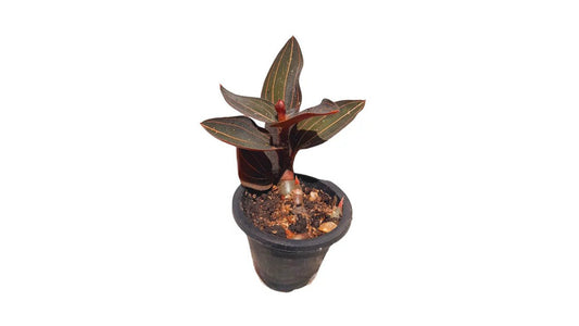 Lakpura Wanaraja Plants