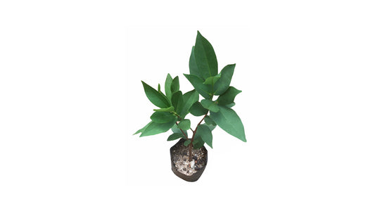 Lakpura White Rose Apple Plant