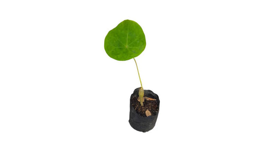 Lakpura Wisakumba Plant